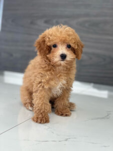 puppiestogoinc.com, puppies to go inc shop, poodle puppies, poodle puppies for sale, poodle puppies for sale miami, poodles for sale, poodle puppies for sale near me, poodle breeders near me