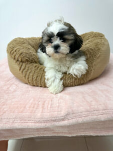 puppiestogoinc.com, puppies to go store, Shih Tzu puppies, Shih Tzu puppies for sale, Shih Tzu puppies for sale near me, Shih Tzu puppies near me, Shih Tzu breeders near me, Shih Tzu for sale near me