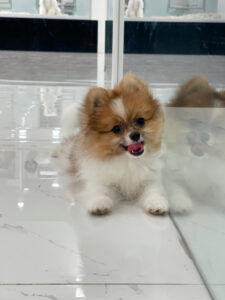 puppiestogoinc.com, puppies to go store, Pomeranian puppies, Pomeranian puppies for sale, Pomeranian puppies for sale miami, Pomeranian for sale, Pomeranian breeders, Pomeranian puppies near me, Pomeranian puppies for sale near me, Pomeranian breeders near me, Pomeranian for sale near me