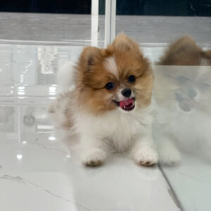 puppiestogoinc.com, puppies to go store, Pomeranian puppies, Pomeranian puppies for sale, Pomeranian puppies for sale miami, Pomeranian for sale, Pomeranian breeders, Pomeranian puppies near me, Pomeranian puppies for sale near me, Pomeranian breeders near me, Pomeranian for sale near me