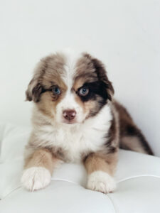 puppiestogoinc.com, puppies to go store, Mini Aussie puppies, Mini Aussie puppies for sale, Mini Aussie puppies for sale miami, Mini Aussie for sale, Mini Aussie breeders, Mini Aussie puppies near me, Mini Aussie puppies for sale near me, Mini Aussie breeders near me, Mini Aussie for sale near me