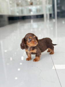 Mini Dachshund for Sale Puppy Near puppiestogoinc.com, puppies to go inc shop, dachshund puppies, dachshund puppies for sale, dachshund puppies for sale miami, dachshund for sale miami, dachshund puppies for sale near me, dachshund breeders near me