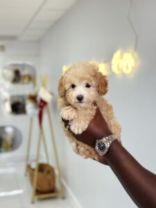 puppiestogoinc.com, puppies to go inc shop, poodle puppies, poodle puppies for sale, poodle puppies for sale miami, poodles for sale, poodle puppies for sale near me, poodle breeders near me