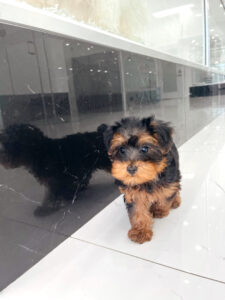 puppiestogoinc.com, puppies to go store, YorkiePoo puppies, YorkiePoo puppies for sale, YorkiePoo puppies for sale miami, YorkiePoo for sale, YorkiePoo breeders, YorkiePoo puppies near me, YorkiePoo puppies for sale near me, YorkiePoo breeders near me, YorkiePoo for sale near me