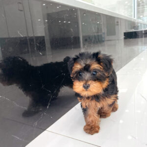 puppiestogoinc.com, puppies to go store, YorkiePoo puppies, YorkiePoo puppies for sale, YorkiePoo puppies for sale miami, YorkiePoo for sale, YorkiePoo breeders, YorkiePoo puppies near me, YorkiePoo puppies for sale near me, YorkiePoo breeders near me, YorkiePoo for sale near me