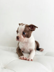 puppiestogoinc.com, puppies to go store, Boston Terrier puppies, Boston Terrier puppies for sale, Boston Terrier for sale, Boston Terrier puppy, Boston Terrier breeder, Boston Terrier for sale near me, Boston Terrier breeders near me, Boston Terrier puppies for sale near me, Boston Terrier for sale, Boston Terrier near me