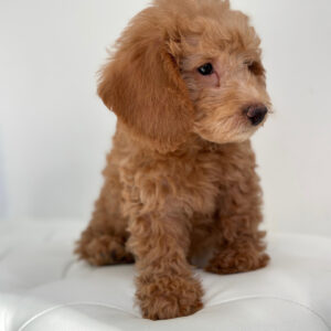 puppiestogoinc.com, puppies to go store, Mini Labradoodle puppies, Mini Labradoodle puppies for sale, Mini Labradoodle for sale, Mini Labradoodle puppy, Mini Labradoodle breeder, Mini Labradoodle for sale near me, Mini Labradoodle breeders near me, Mini Labradoodlepuppies for sale near me, Mini Labradoodle for sale, Mini Labradoodle puppies near me