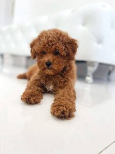 puppiestogoinc.com, puppies to go inc shop, poodle puppies, poodle puppies for sale, poodle puppies for sale miami, poodles for sale, poodle puppies for sale near me, poodle breeders near me