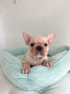 puppiestogoinc.com, puppies to go store, french bulldog, french bulldog for sale, french bulldog puppies, french bulldog for sale miami, french bulldog puppy for sale, french bulldog puppies near me, french bulldogs for sale near me, french bulldog breeders near me, french bulldog puppies for sale near me, french bulldogs near me