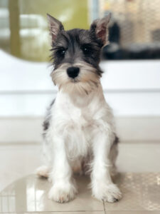 puppiestogoinc.com, puppies to go inc shop, Mini Schnauzer puppies, Mini Schnauzer puppies for sale, Mini Schnauzer puppies for sale miami, Mini Schnauzer for sale, Mini Schnauzer breeders, Mini Schnauzer puppies near me, Mini Schnauzer puppies for sale near me, Mini Schnauzer breeders near me, Mini Schnauzer for sale near me