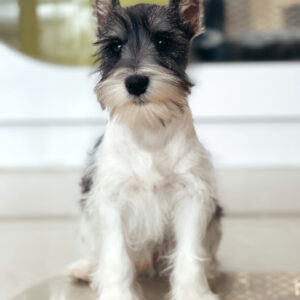 puppiestogoinc.com, puppies to go inc shop, Mini Schnauzer puppies, Mini Schnauzer puppies for sale, Mini Schnauzer puppies for sale miami, Mini Schnauzer for sale, Mini Schnauzer breeders, Mini Schnauzer puppies near me, Mini Schnauzer puppies for sale near me, Mini Schnauzer breeders near me, Mini Schnauzer for sale near me