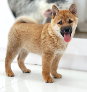 puppiestogoinc.com, puppies to go inc shop, shiba inu puppies, shiba inu puppies for sale, shiba inu for sale, shiba puppy, shiba inu breeder, shiba inu for sale near me, shiba inu breeders near me, shiba inu puppies for sale near me, shiba puppies for sale, shiba inu puppies near me