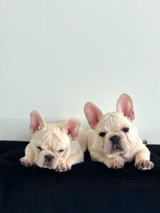 puppiestogoinc.com, puppies to go inc shop, French Bulldog puppies breed, French Bulldog puppies for sale, French Bulldog puppies for sale, French Bulldog puppy, French Bulldog puppies near me