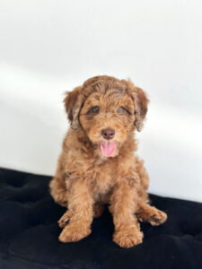 puppiestogoinc.com, puppies to go inc shop, poodle puppies, poodle puppies for sale, poodle puppies for sale miami, poodles for sale, poodle puppies for sale near me, poodle breeders near me