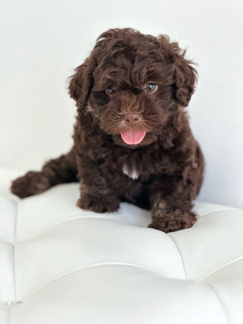 puppiestogoinc.com, puppies to go inc shop, shih poo puppies, shih poo puppies for sale, shih poo puppies for sale near me, shih poo puppies near me, shih poo breeders near me, shih poo for sale near me