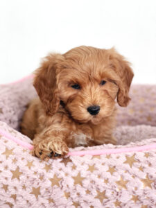 puppiestogoinc.com, puppies to go inc shop, cockapoo puppies, cockapoo puppies for sale, cockapoo puppies for sale miami, cockapoo for sale, cockapoo breeders, cockapoo puppies near me, cockapoo puppies for sale near me, cockapoo breeders near me, cockapoo for sale near me