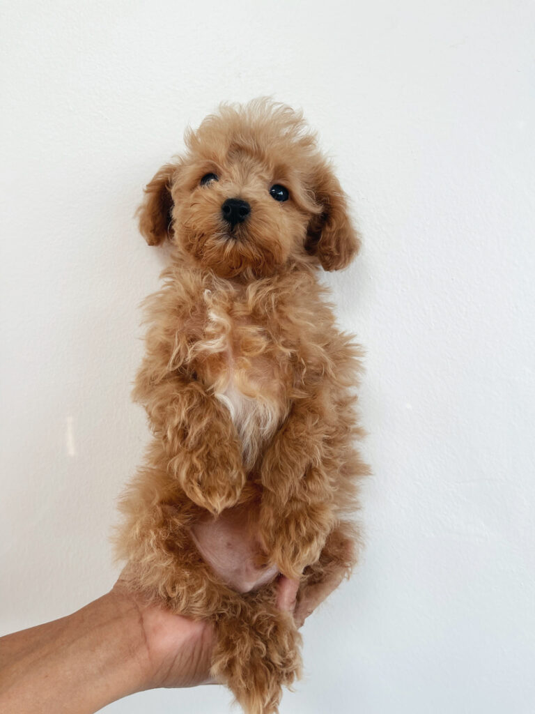 puppiestogoinc.com, puppies to go inc shop, poodle puppies, poodle puppies for sale, poodle puppies for sale miami, poodles for sale, poodle puppies for sale near me, poodle breeders near me