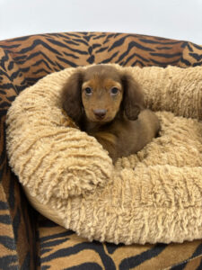 puppiestogoinc.com, puppies to go inc shop, dachshund puppies, dachshund puppies for sale, dachshund puppies for sale miami, dachshund for sale miami, dachshund puppies for sale near me, dachshund breeders near me