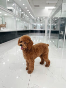 puppiestogoinc.com, puppies to go inc shop, poodle puppies, poodle puppies for sale, poodle puppies for sale miami, poodles for sale, poodle puppies for sale near me, poodle breeders near me