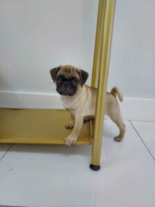 puppiestogoinc.com, puppies to go store, Pug puppies, Pug puppies for sale, Pug puppies for sale miami, Pug for sale, Pug breeders, Pug puppies near me, Pug puppies for sale near me, Pug breeders near me, Pug for sale near me