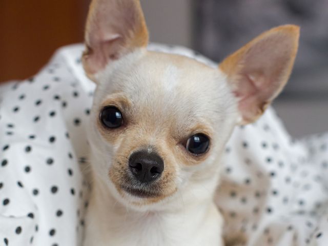 puppiestogoinc.com, puppies to go inc shop, chihuahua puppy, chihuahua puppy sale, chihuahua for sale, chihuahua puppies for sale near me, chihuahuas for sale near me