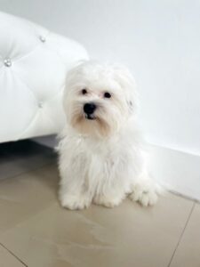 puppiestogoinc.com, puppies to go store, shih poo puppies, shih poo puppies for sale, shih poo puppies for sale near me, shih poo puppies near me, shih poo breeders near me, shih poo for sale near me