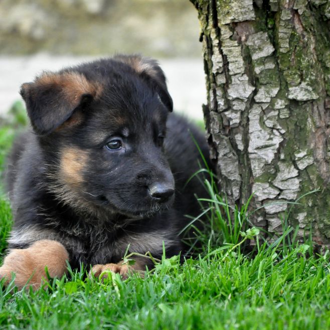 puppiestogoinc.com,
puppies to go store,
german shepherd puppies,
german shepherd puppies for sale,
german shepherd puppies for sale miami,
german shepherd puppies for sale near me,
german shepherd puppy price,
german shepherd for sale,
german shepherd puppies near me,