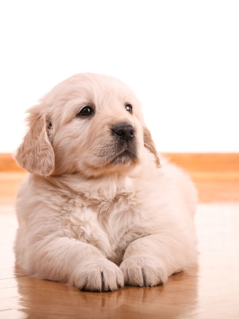 puppiestogoinc.com, puppies to go inc shop, golden retriever puppy, golden retriever puppy for sale, golden retriever puppy for sale miami, golden retriever puppies for sale near me, golden retriever puppies near me, golden retriever for sale, golden retriever breeders near me