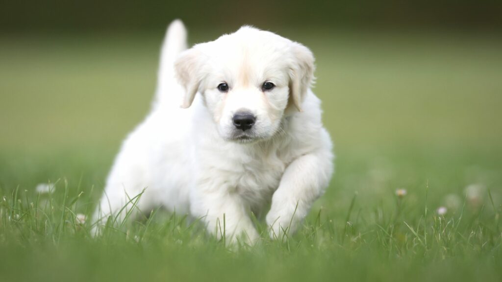puppiestogoinc.com, puppies to go inc shop, dog breed, dog breed for sale, breed for sale, dog breed puppy, dog breed puppies near me, What breed is the puppy?