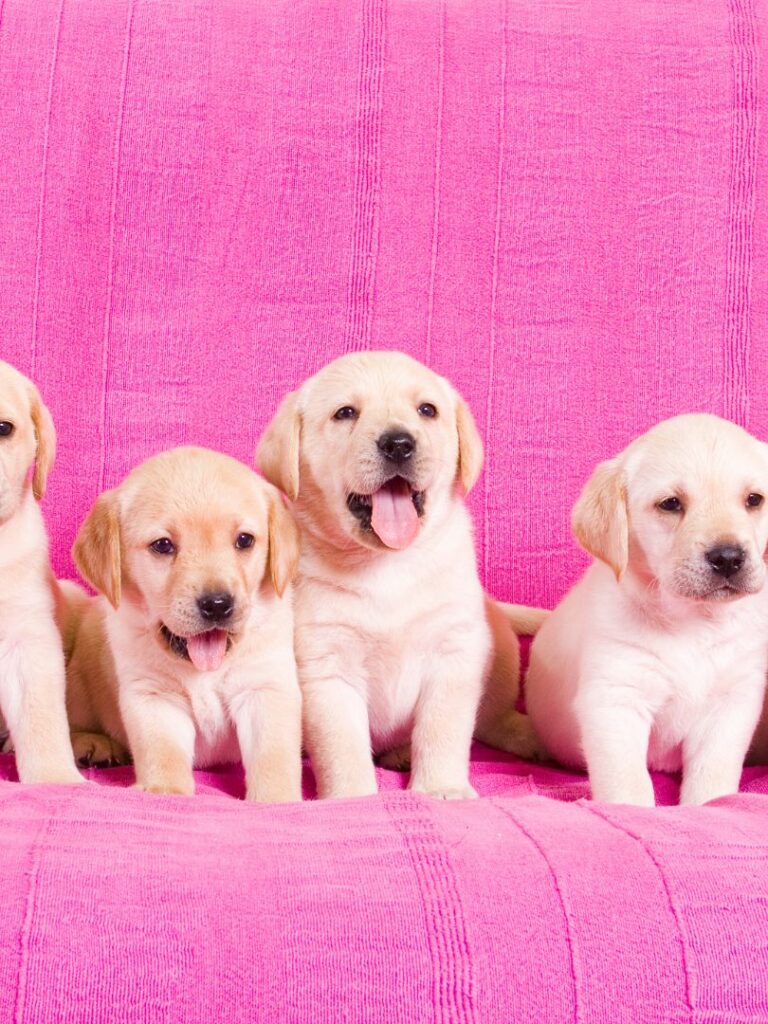 puppiestogoinc.com, puppies to go inc shop, labrador retriever puppy, labrador retriever puppy for sale, labrador retriever puppy for sale miami, labrador puppies for sale, labrador retriever for sale, lab puppies for sale near me, labrador puppies for sale near me, labrador retriever puppies for sale near me