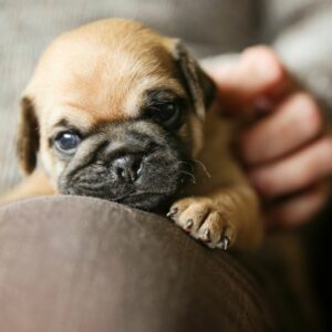 puppiestogoinc.com, puppies to go inc shop, pug puppy, pug puppy for sale, pugs for sale, pugs for sale near me, pug puppies for sale near me, pug puppies near me