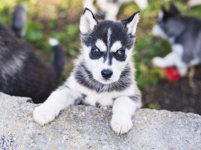 puppiestogoinc.com, puppies to go inc shop, siberian husky puppies siberian husky puppies for sale siberian husky puppies for sale miami husky puppies for sale husky puppies for sale near me siberian husky puppies for sale near me husky puppies near me