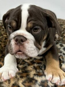 puppiestogoinc.com, puppies to go inc shop, olde english bulldog puppies, olde english bulldog puppies for sale, olde english bulldogge breeders, old english bulldog for sale, olde english bulldogge puppies for sale near me, olde english bulldogge breeders near me, old english bulldog for sale near me