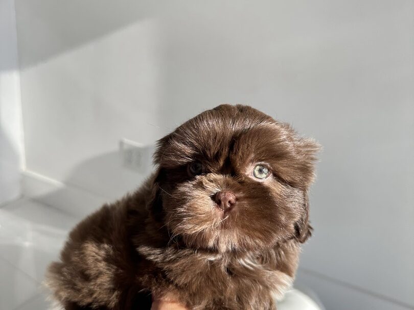 puppiestogoinc.com, puppies to go store, Shih Tzu puppies, Shih Tzu puppies for sale, Shih Tzu puppies for sale near me, Shih Tzu puppies near me, Shih Tzu breeders near me, Shih Tzu for sale near me