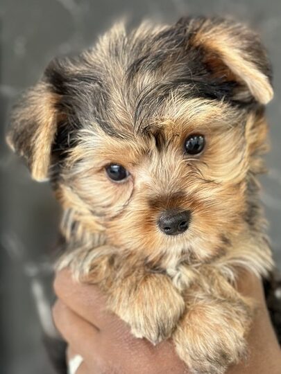 puppiestogoinc.com, puppies to go store, YorkiePoo puppies, YorkiePoo puppies for sale, YorkiePoo puppies for sale miami, YorkiePoo for sale, YorkiePoo breeders, YorkiePoo puppies near me, YorkiePoo puppies for sale near me, YorkiePoo breeders near me, YorkiePoo for sale near me