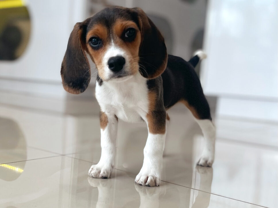 puppiestogoinc.com, puppies to go inc shop, beagle puppy for sale, beagle puppy for sale miami, beagles for sale, beagles for sale near me, beagle puppies for sale near me, beagle breeders near me, beagle puppies near me