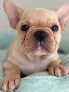 puppiestogoinc.com, puppies to go store, french bulldog, french bulldog for sale, french bulldog puppies, french bulldog for sale miami, french bulldog puppy for sale, french bulldog puppies near me, french bulldogs for sale near me, french bulldog breeders near me, french bulldog puppies for sale near me, french bulldogs near me