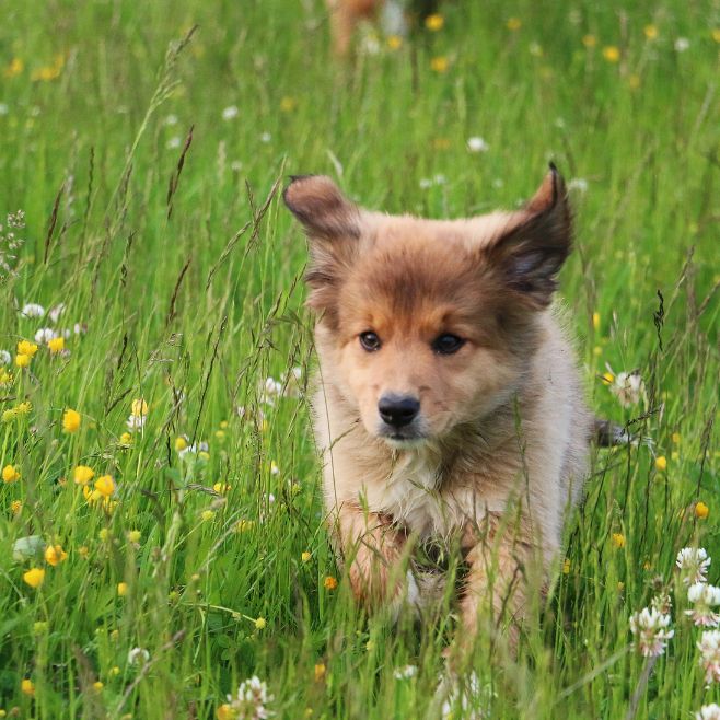 Border Collie Puppies for Sale