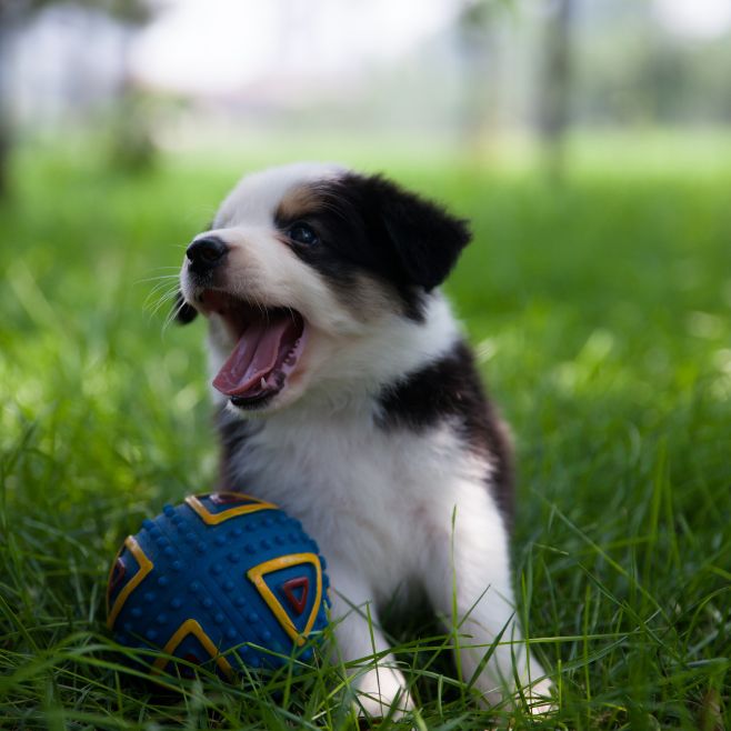 Border Collie Puppies for Sale