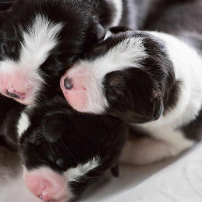 Border Collie Puppies for Sale