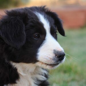 Border Collie Puppies for Sale