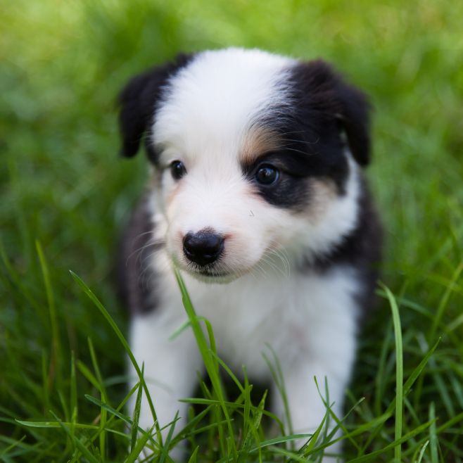 Border Collie Puppies for Sale