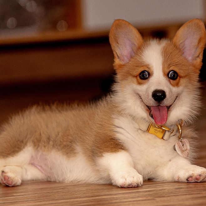 Corgi Puppies for Sale