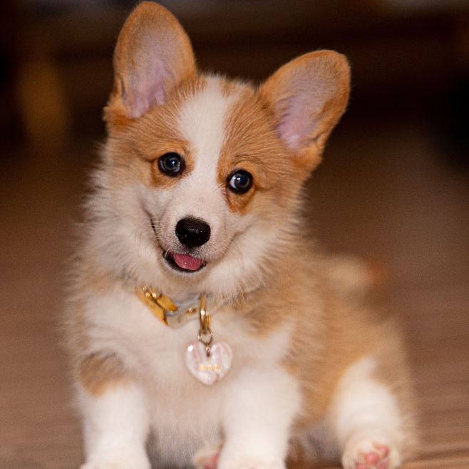 Corgi Puppies for Sale