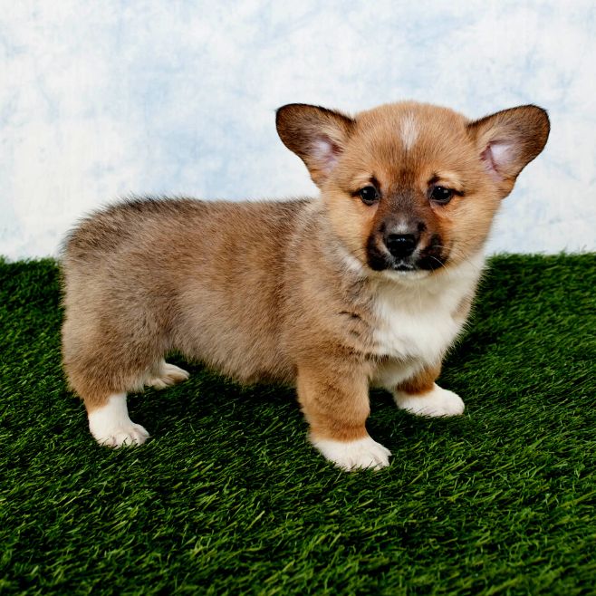 Corgi Puppies for Sale