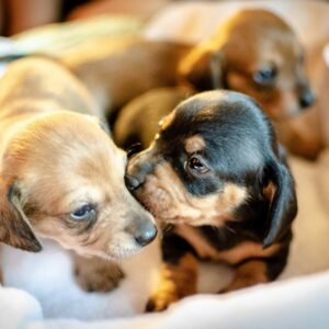 Dachshund puppies for sale, small dog breeds with unique appearance, reputable Dachshund breeder, Dachshund adoption, loyal companion dogs, spirited pet breeds