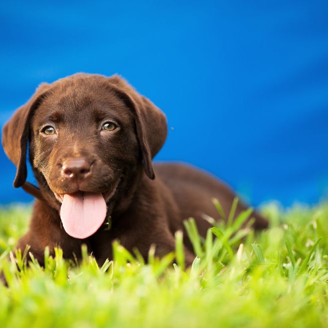 Adorable Puppies for Sale Near Me - PuppiesToGoInc.com, Puppy for sale near me, puppies for sale, dog for sale, dogs for sale, dog for sale near me, pet for sale, dogs for sale cheap, cheap puppies for sale near me, forever love puppies, cheap puppies for sale, cute puppies for sale for Sale