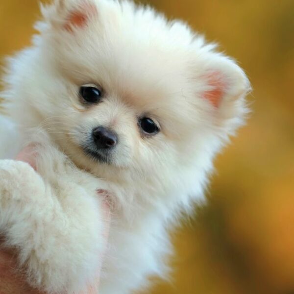 Pomeranian Puppies for Sale Miami