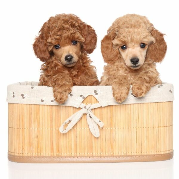 Poodle Puppies for Sale Miami