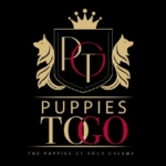 Adorable Puppies for Sale Near Me - PuppiesToGoInc.com, Puppy for sale near me, puppies for sale, dog for sale, dogs for sale, dog for sale near me, pet for sale, dogs for sale cheap, cheap puppies for sale near me, forever love puppies, cheap puppies for sale, cute puppies for sale for Sale